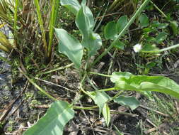 Image of Asian Water-Plantain