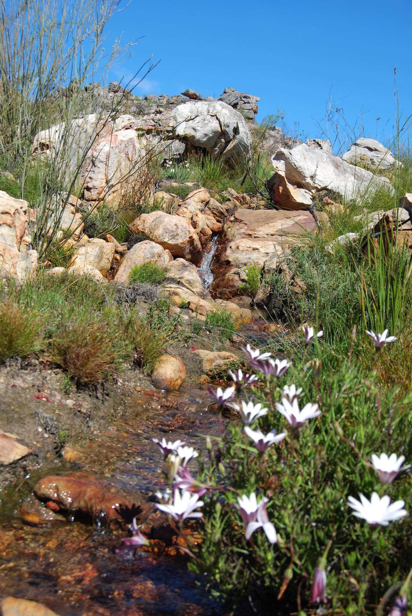 Image of Osteospermum acutifolium (Hutch.) Norlindh