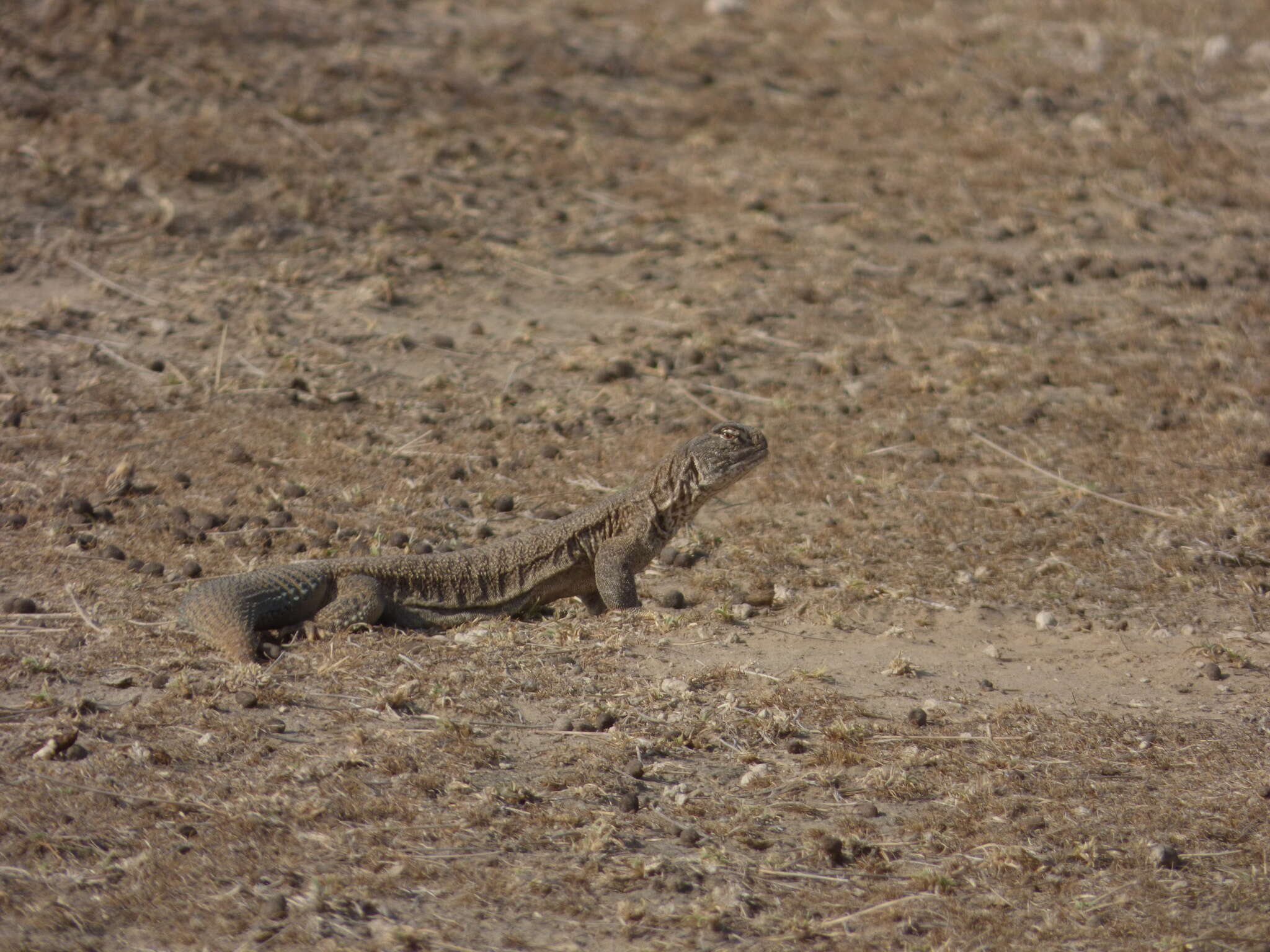 Image of Hardwick's spiny-tailed lizard