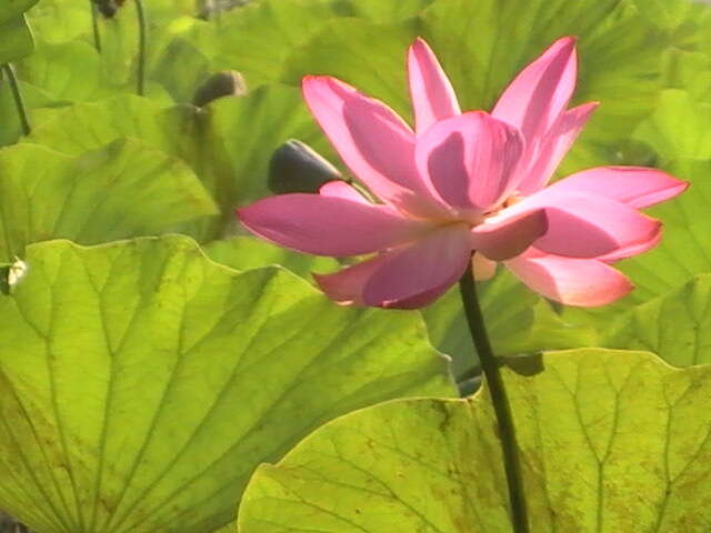 Image of sacred lotus