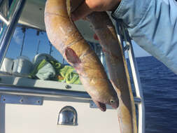 Image of King snake eel