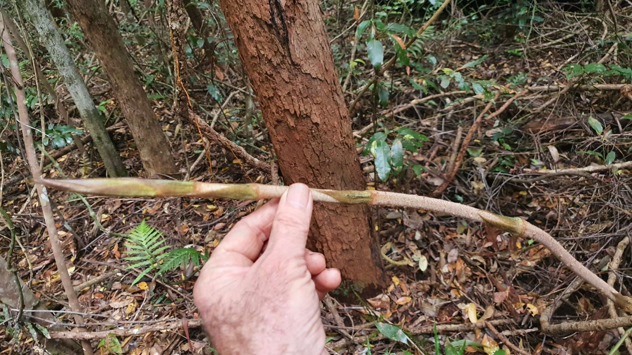 Sivun Ripogonum elseyanum F. Muell. kuva