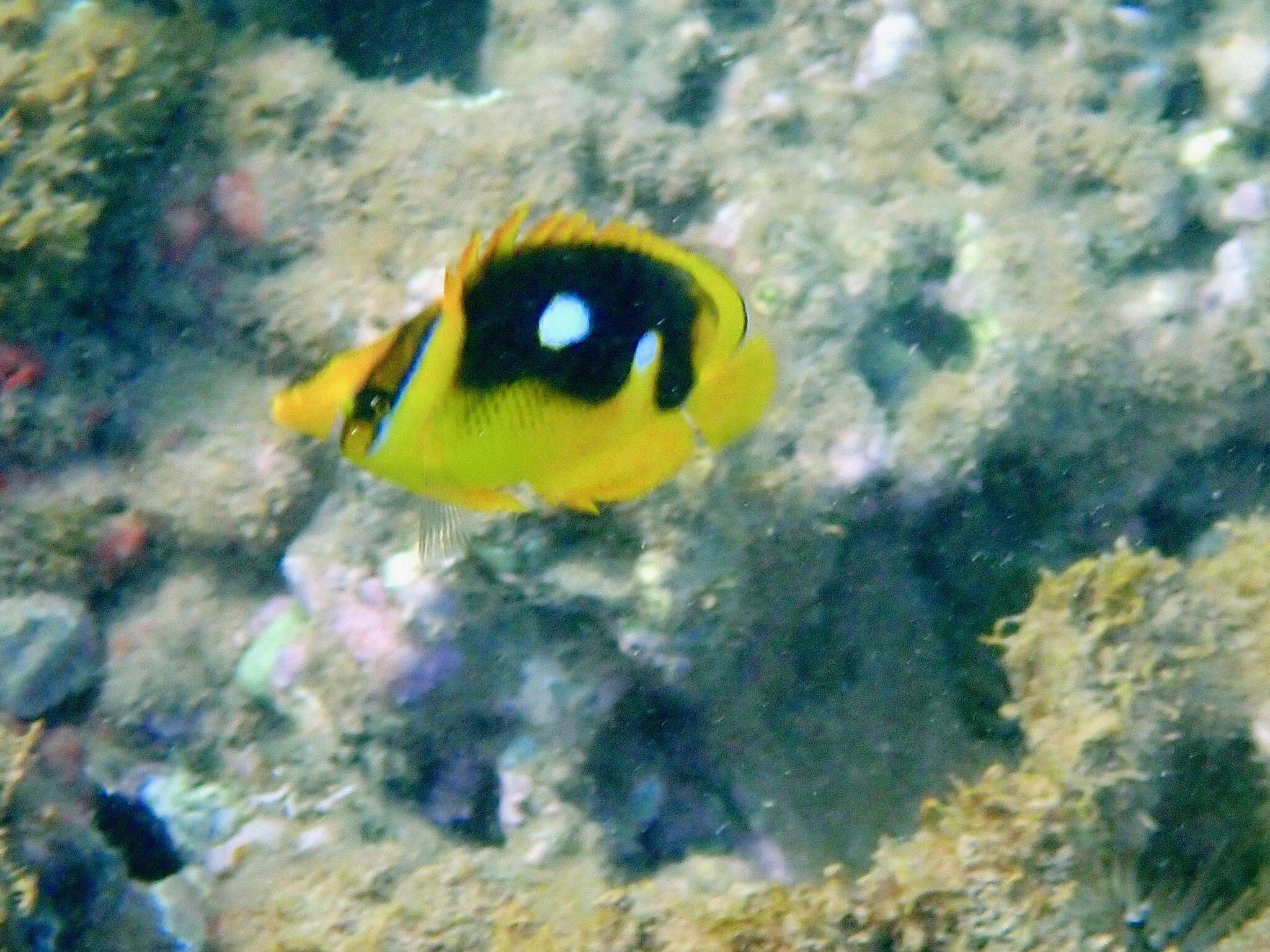 Image of Four-spot butterfly