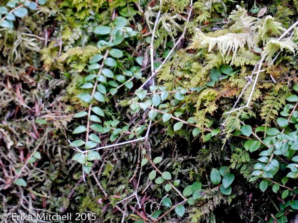 Gaultheria hispidula (L.) Muhl. ex Bigelow的圖片