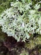 Image of Cladonia ceratophylla (Sw.) Spreng.