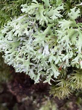 Imagem de Cladonia ceratophylla (Sw.) Spreng.