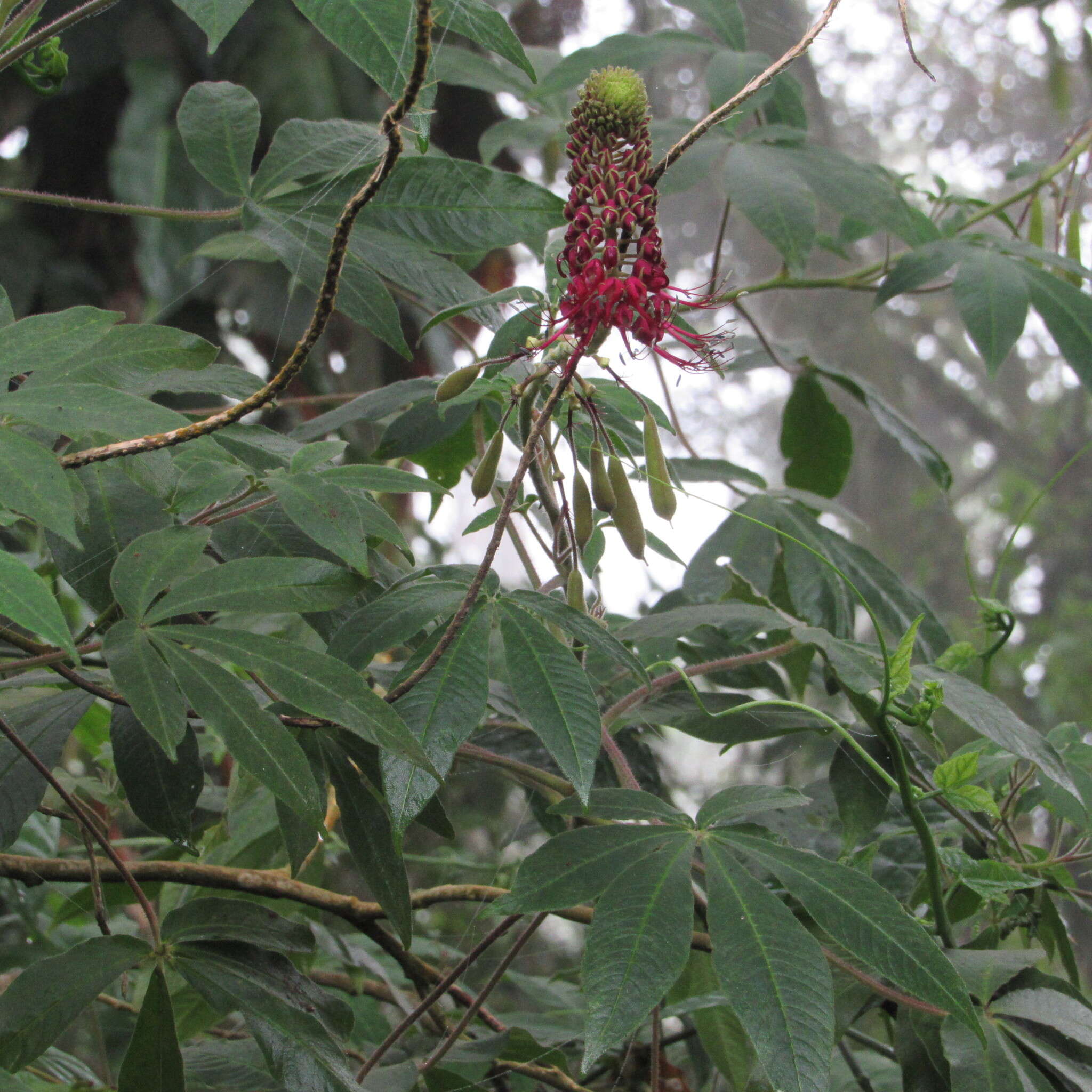 Image of Podandrogyne densiflora (Benth.) H. H. Iltis & T. S. Cochrane