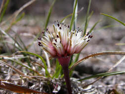 Image of Burlew's onion