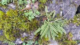 Image of maidenhair spleenwort