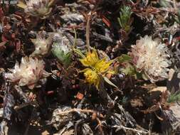 Image of Bupleurum nodiflorum Sm.