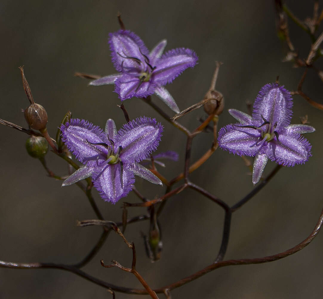 Image of Thysanotus manglesianus Kunth