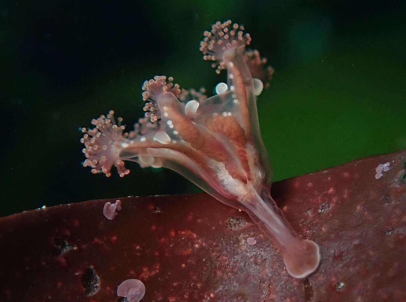 Image of octaradiate stalked jellyfish