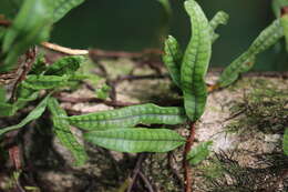 Microgramma lycopodioides (L.) Copel. resmi