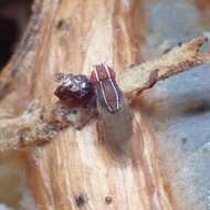 Image of African Fig Fly