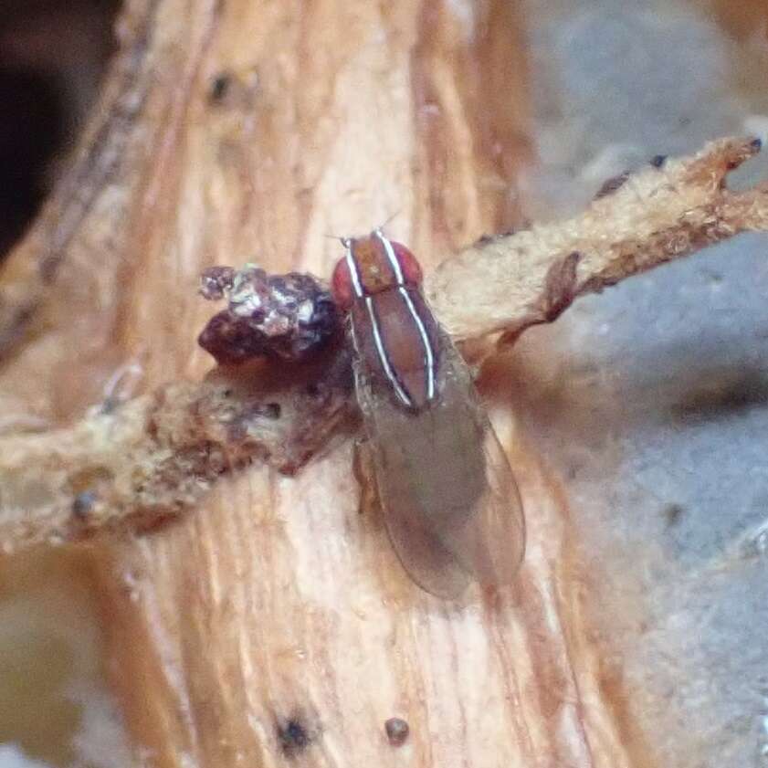 Image of African Fig Fly