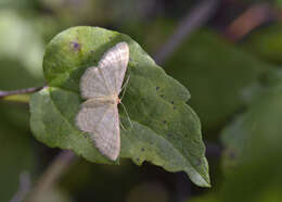 صورة Idaea dilutaria Hübner 1798