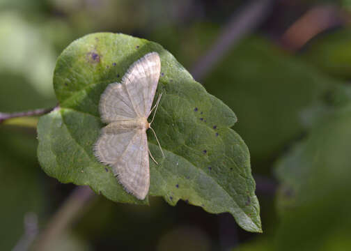 Imagem de Idaea dilutaria Hübner 1798