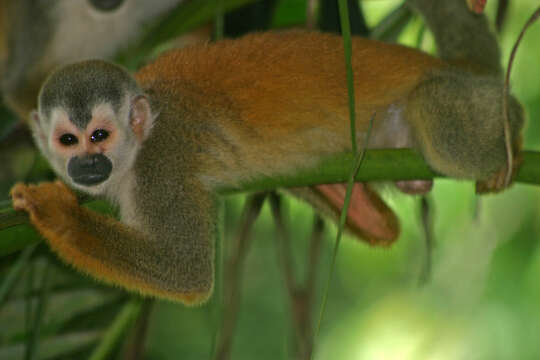 Image of Black-crowned Central American Squirrel Monkey