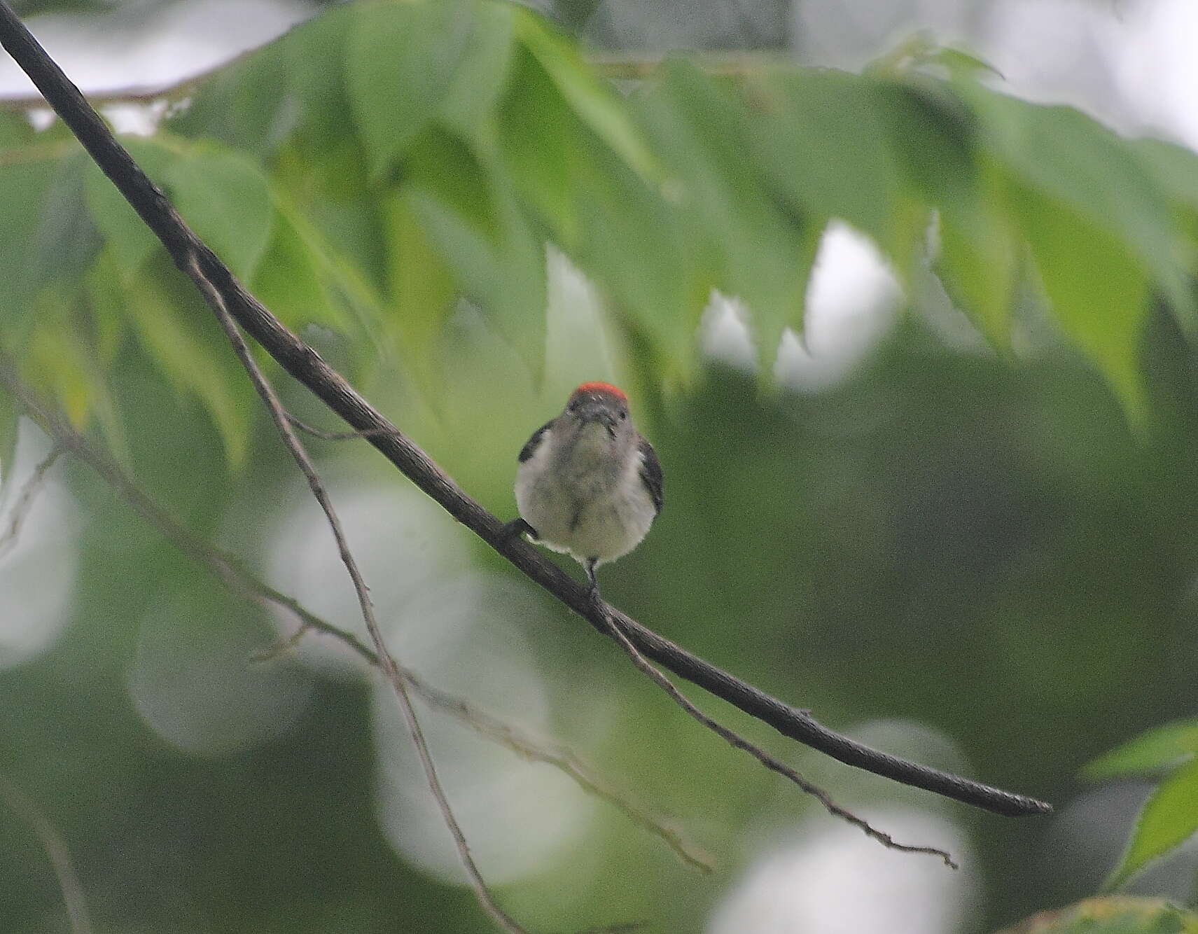 Image of Black-fronted Flowerpecker