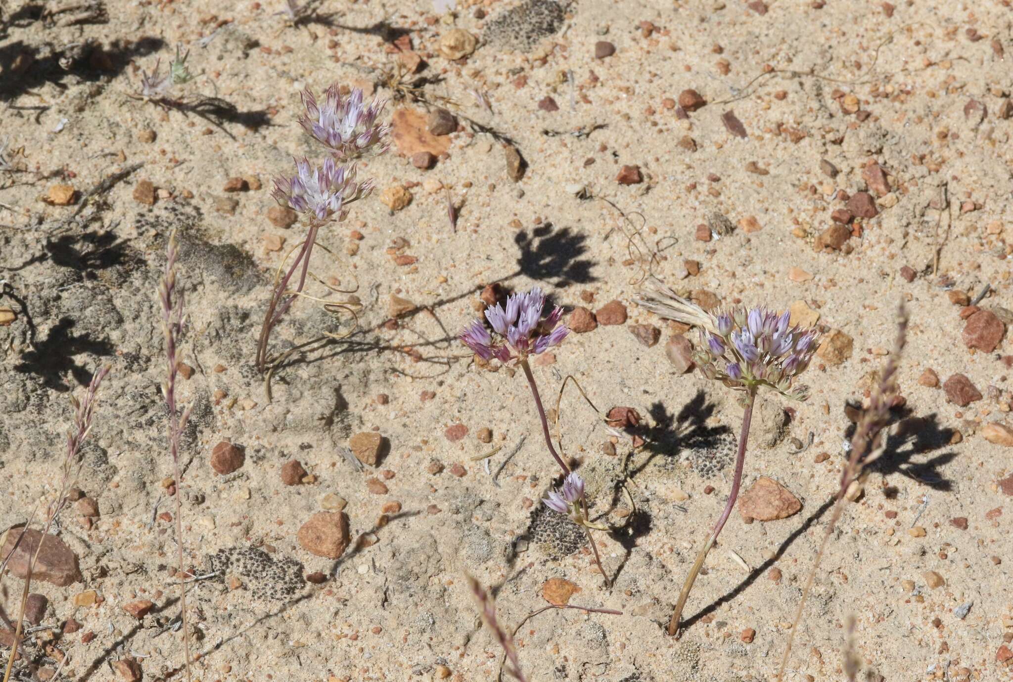 Image of Parry's fringed onion