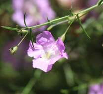 Image of stiffleaf false foxglove