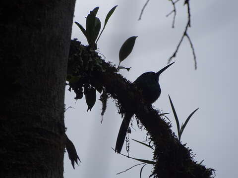 Image of Coppery-chested Jacamar