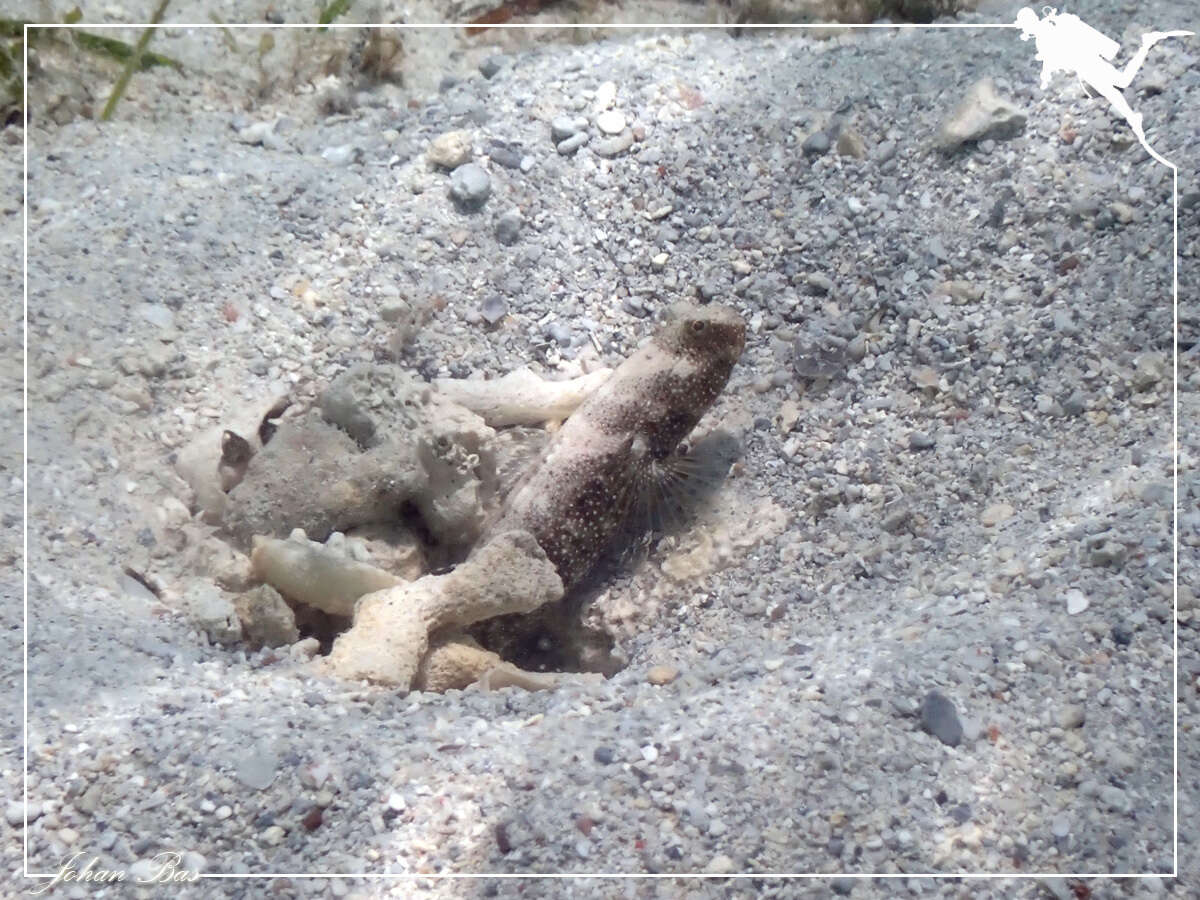 Image of Maude&#39;s shrimpgoby