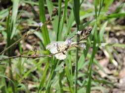 Image of Anthocharis limonea (Butler 1871)