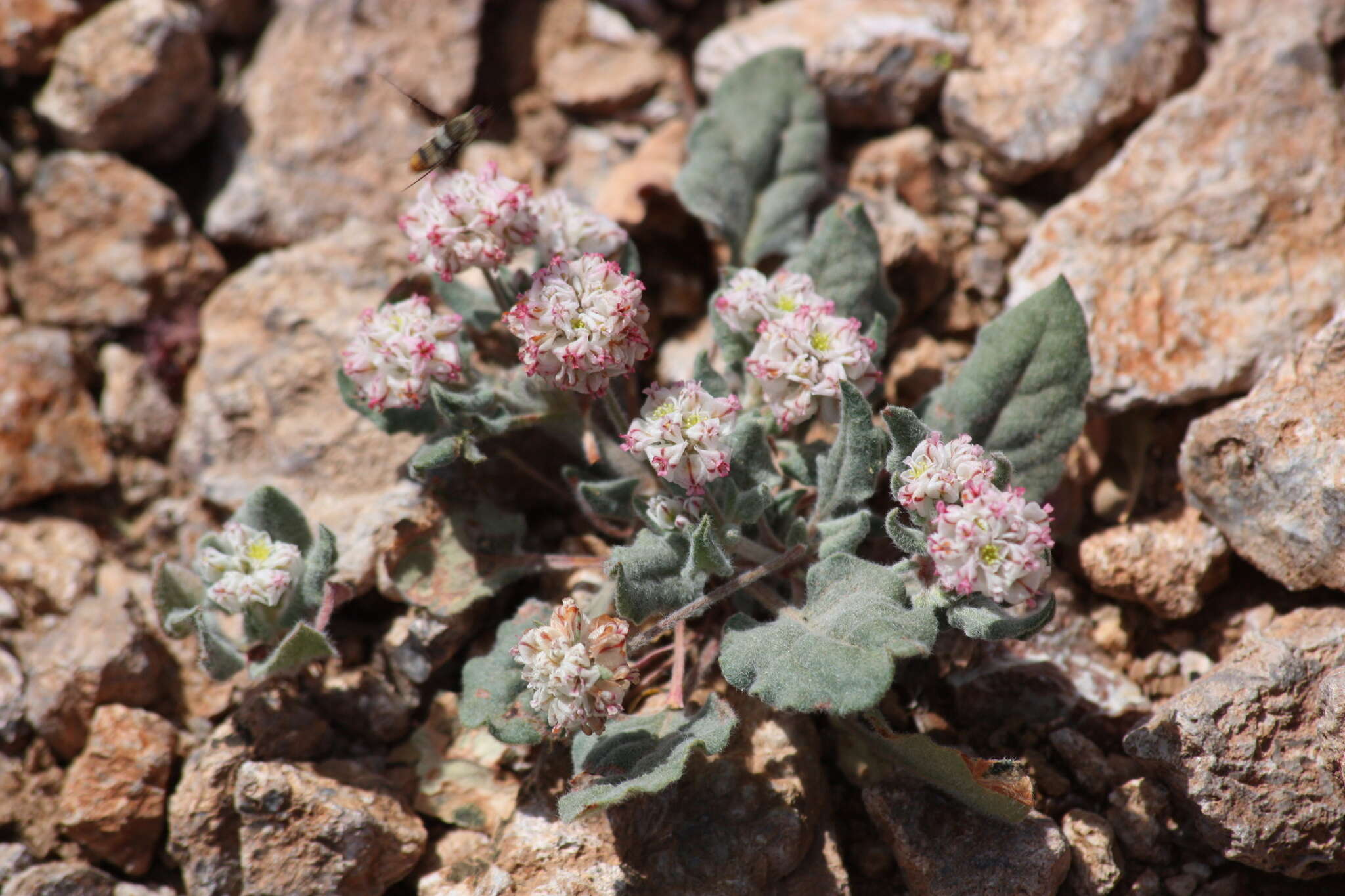 Image of Abert's buckwheat