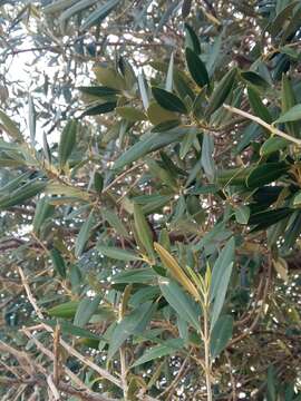 Image of European olive