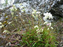 Image of Silene paucifolia Ledeb.