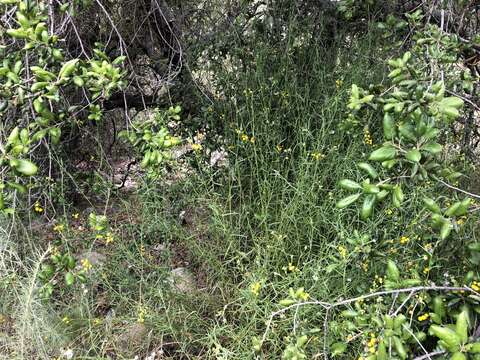 Image of Senecio angustifolius (Thunb.) Willd.