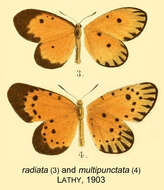 Image of Pentila pauli Staudinger 1888