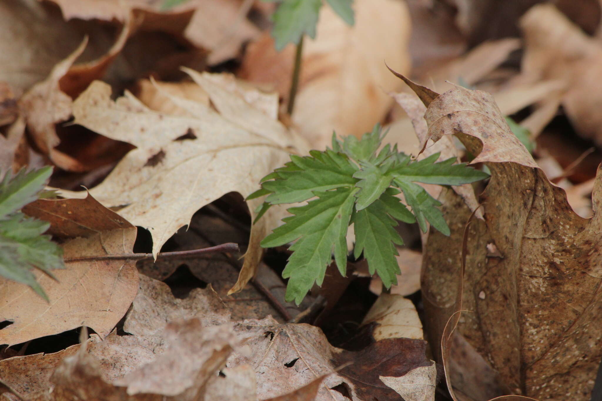 Imagem de Cardamine maxima (Nutt.) A. W. Wood