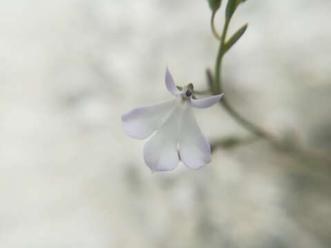 Image of Lobelia gypsophila T. J. Ayers