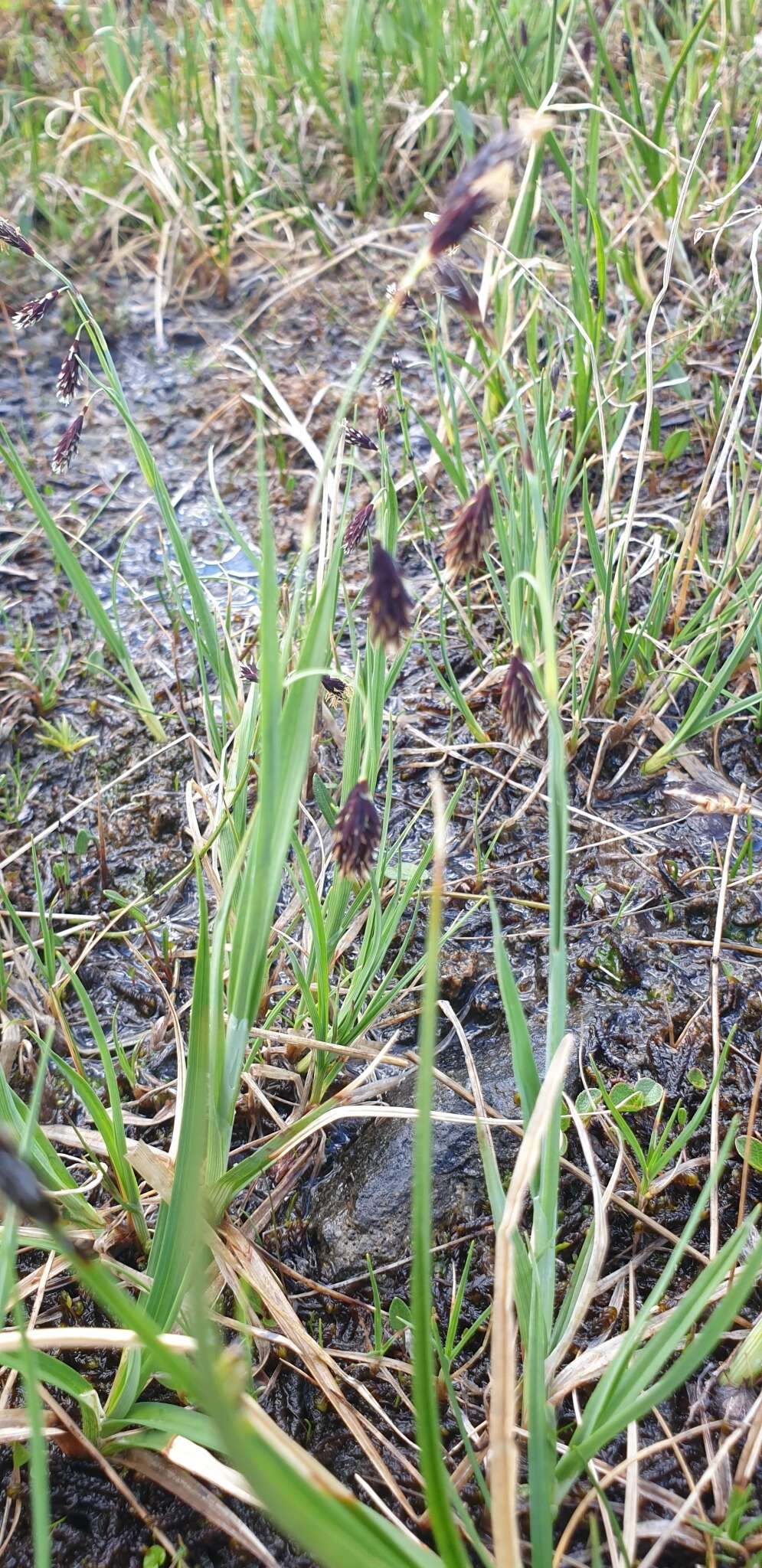 Image of darkbrown sedge