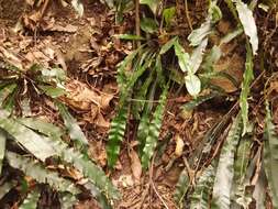 Image of Austroblechnum patersonii (R. Br.) Gasper & V. A. O. Dittrich