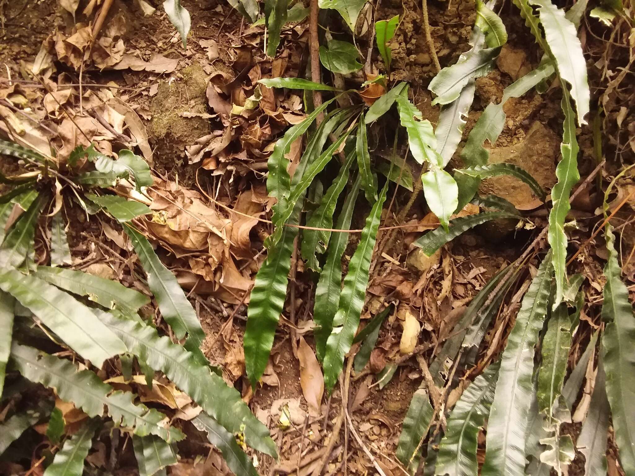 Austroblechnum patersonii (R. Br.) Gasper & V. A. O. Dittrich的圖片