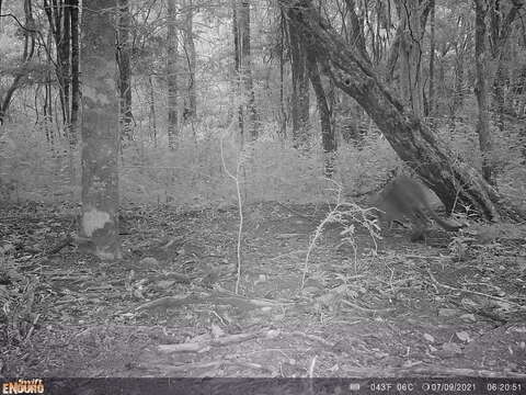 Image of Black-striped Scrub Wallaby