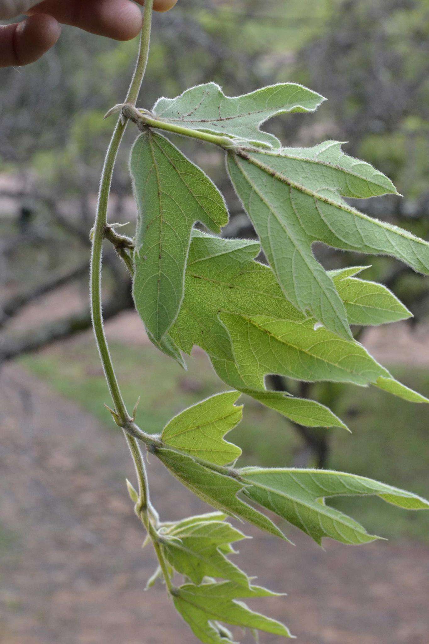 Image of Neorautanenia ficifolia (Benth.) C. A. Sm.