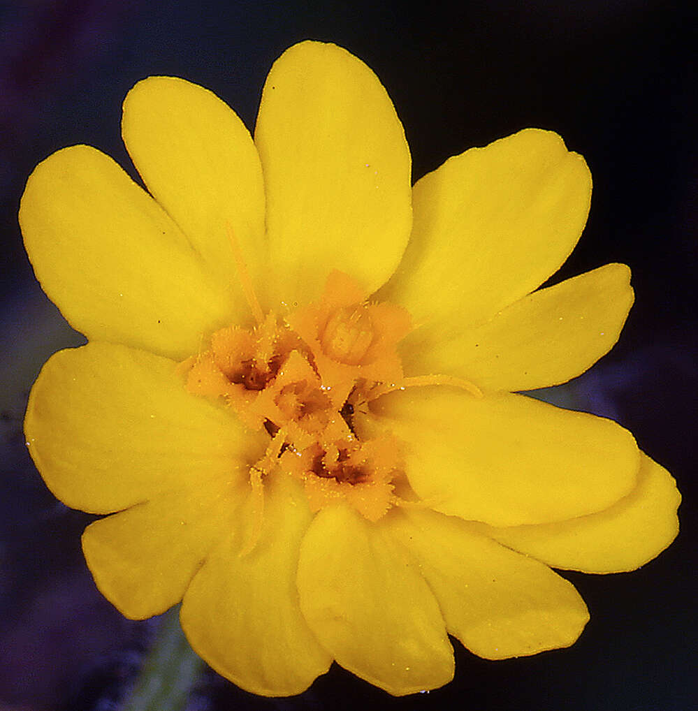 Image of tarweed