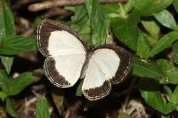 Sivun Physcaeneura leda Gerstaecker 1871 kuva