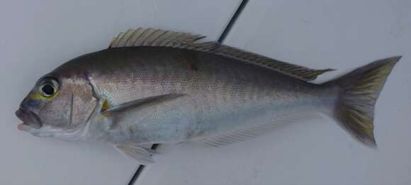 Image of Atlantic goldeneye tilefish