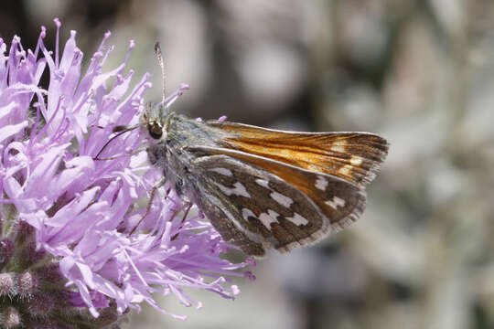 Image of Nevada Skipper