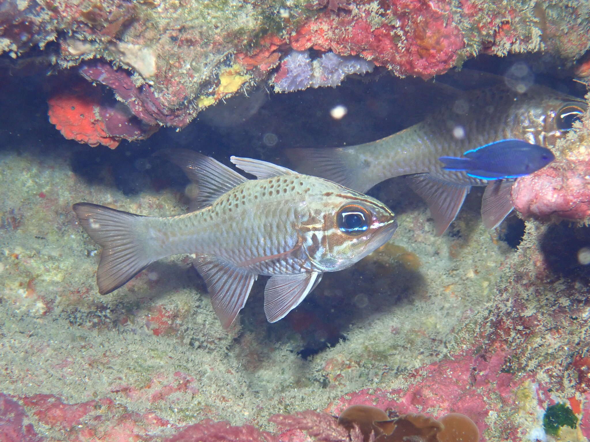 Image of Norfolk cardinalfish