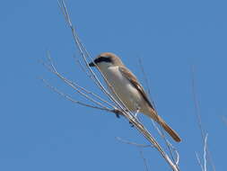 Image of Red-tailed Shrike