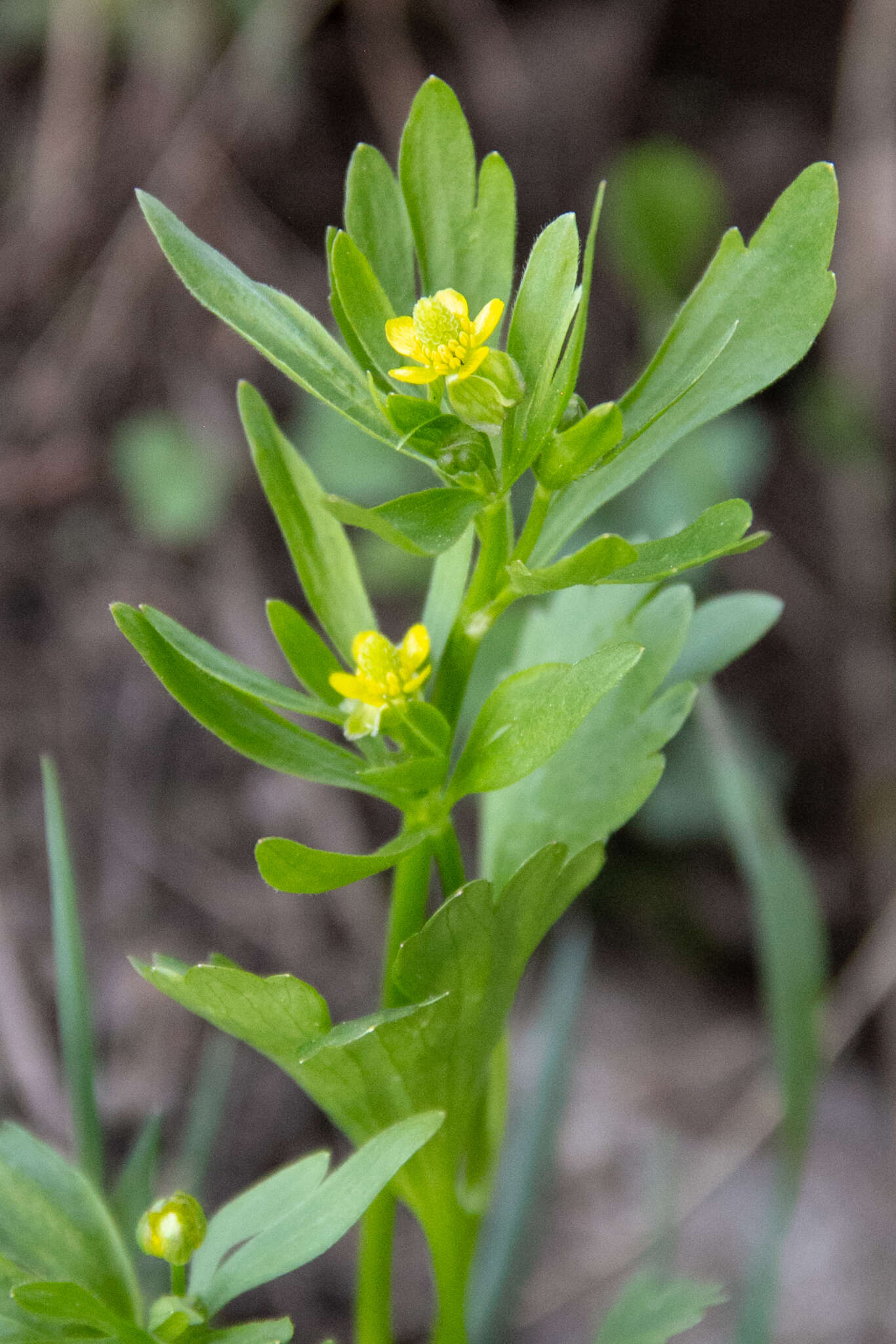 Image of Graceful Buttercup