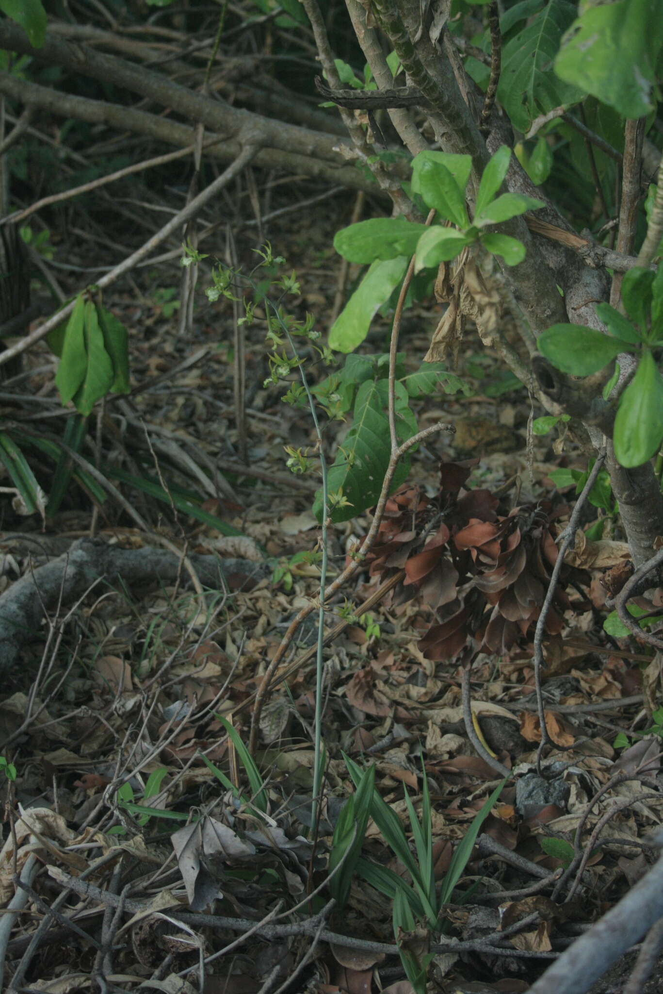 Image de Eulophia andamanensis Rchb. fil.