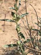 Image de Penstemon albomarginatus M. E. Jones