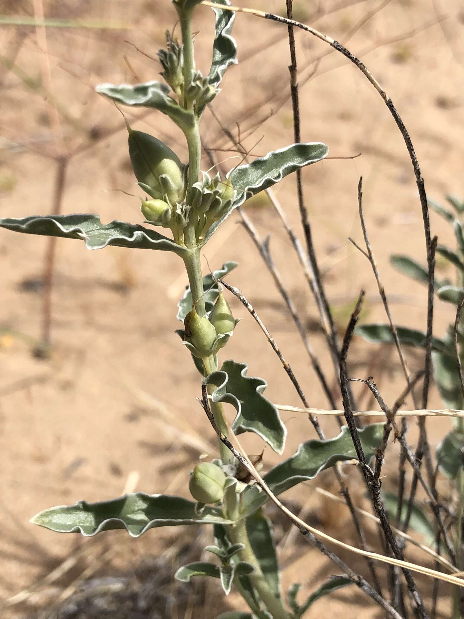 Image de Penstemon albomarginatus M. E. Jones